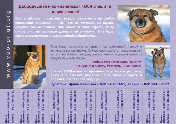 Макет новый